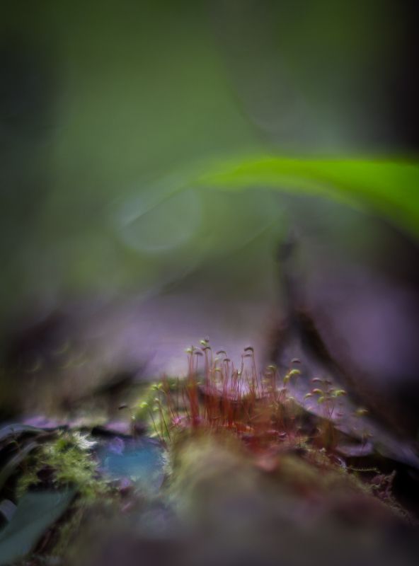 Таинственный лес.photo preview