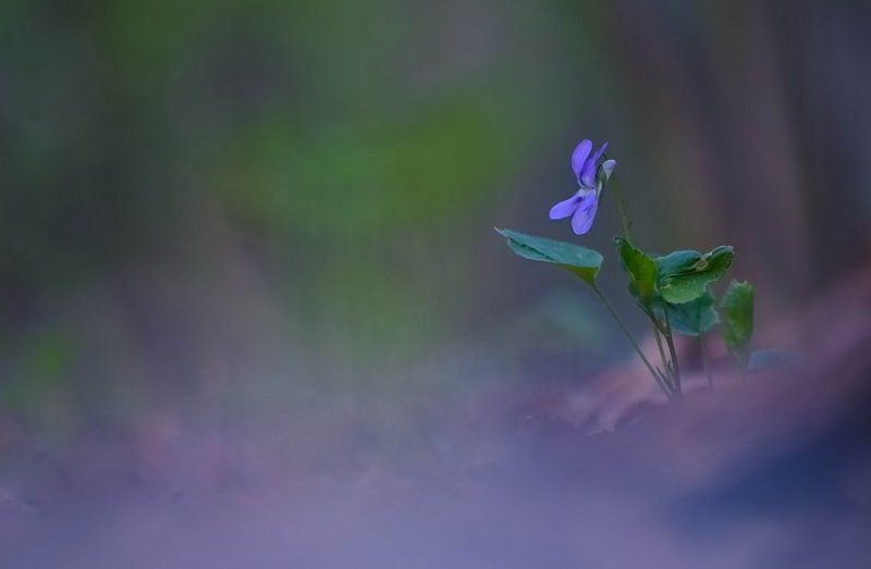 Весна, Лес, Фиалка, Цветы Я нежность собирала для тебяphoto preview