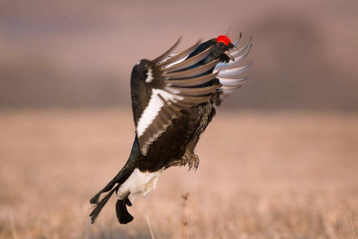 На подлете. Автор: Вилюнов Дмитрий , Вилюнов Дмитрий