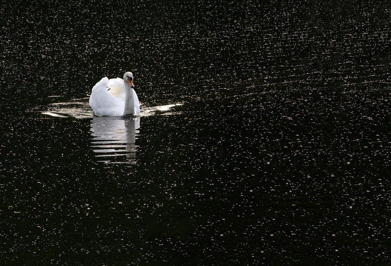 Cygnus olor, Закат, Лебедь, Птицы Брюликиphoto preview