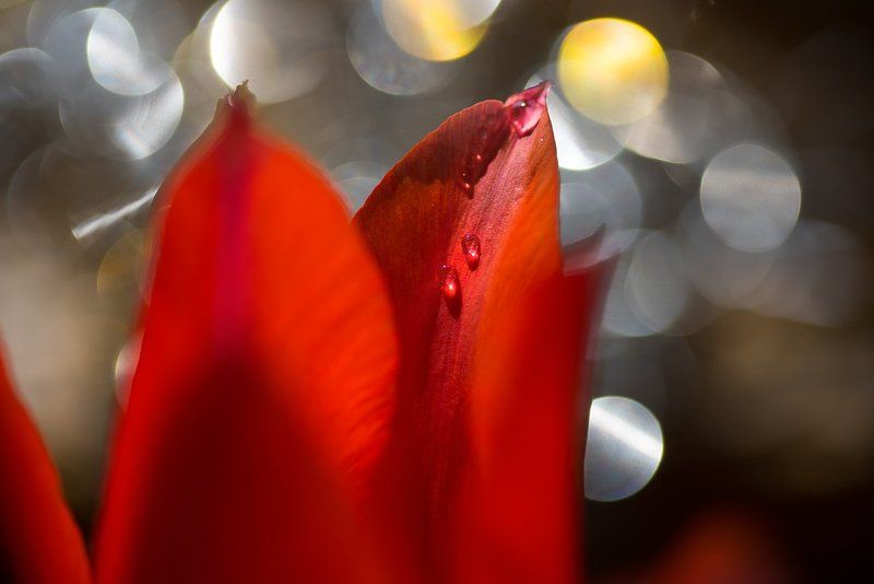 каплиphoto preview