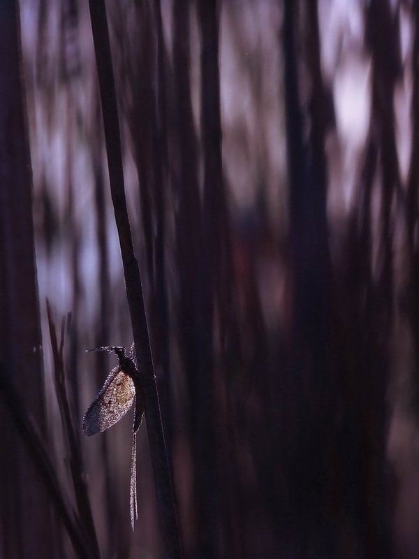 Весна, Камыш, Поденка, Роса, Свет, Утро Лучик светаphoto preview