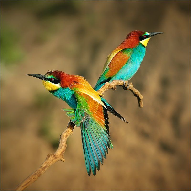 Birds, European Bee-eater, Wildlife Золотистые щуркиphoto preview