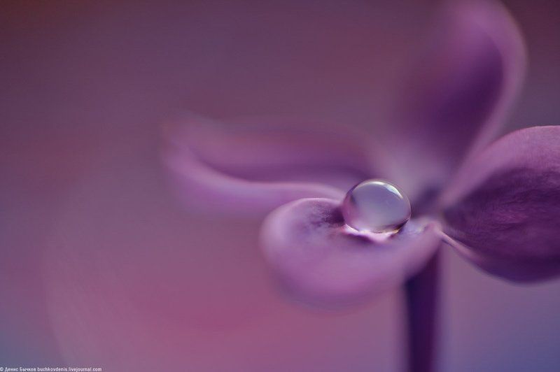 drop, flower, macro, nature, nikon, purple, water, Сирень delicatephoto preview