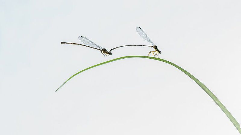 Damselfly, minimalis, Minimalisphoto preview