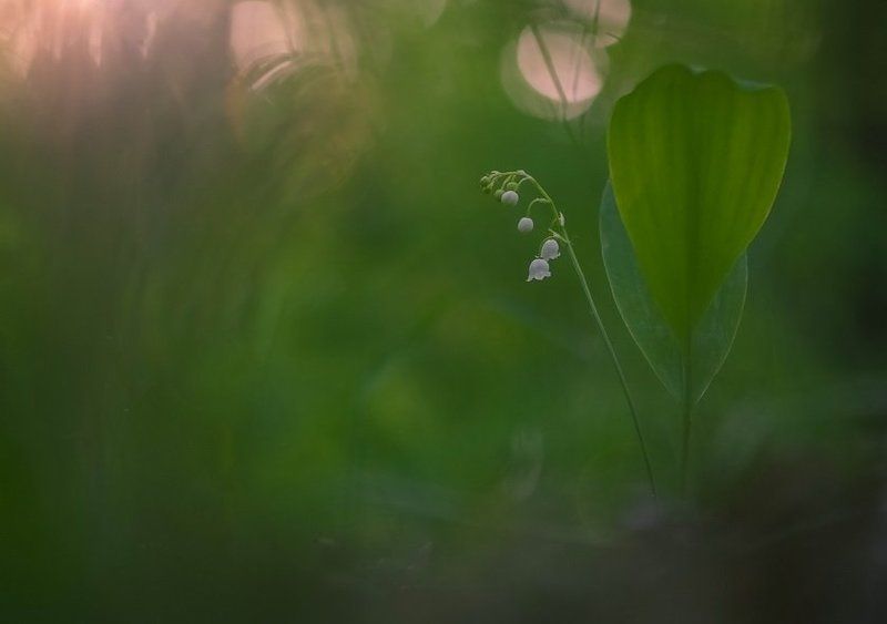 Капля тепла и нежностиphoto preview