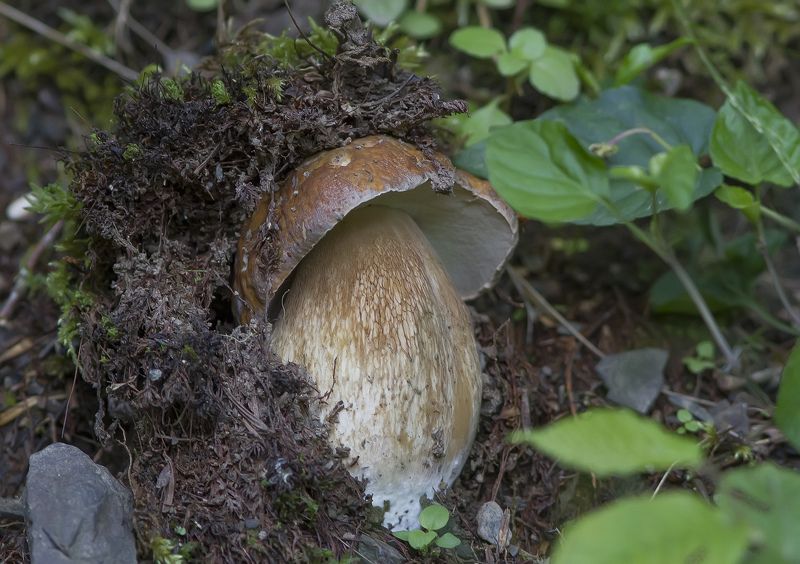 Белый гриб Через тернии к звездам.photo preview