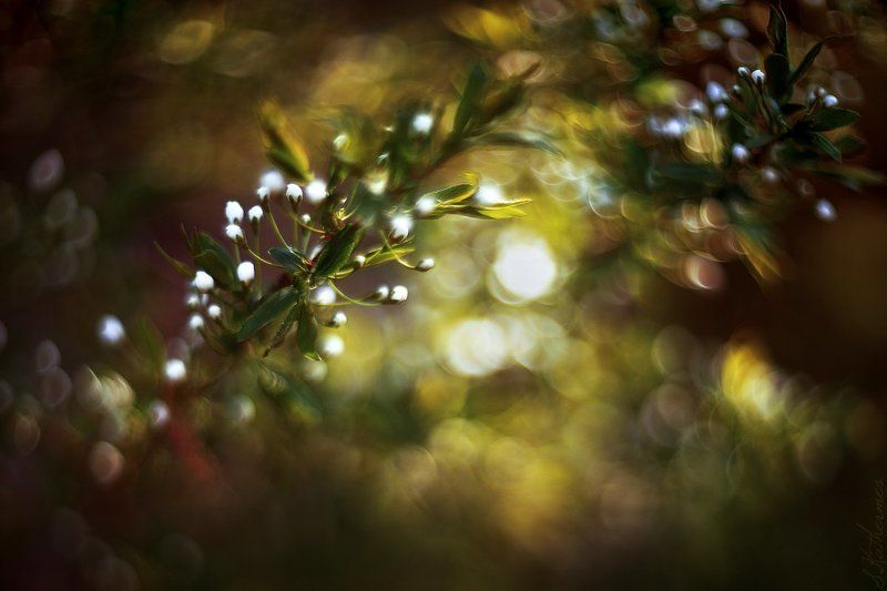 plum blossomphoto preview