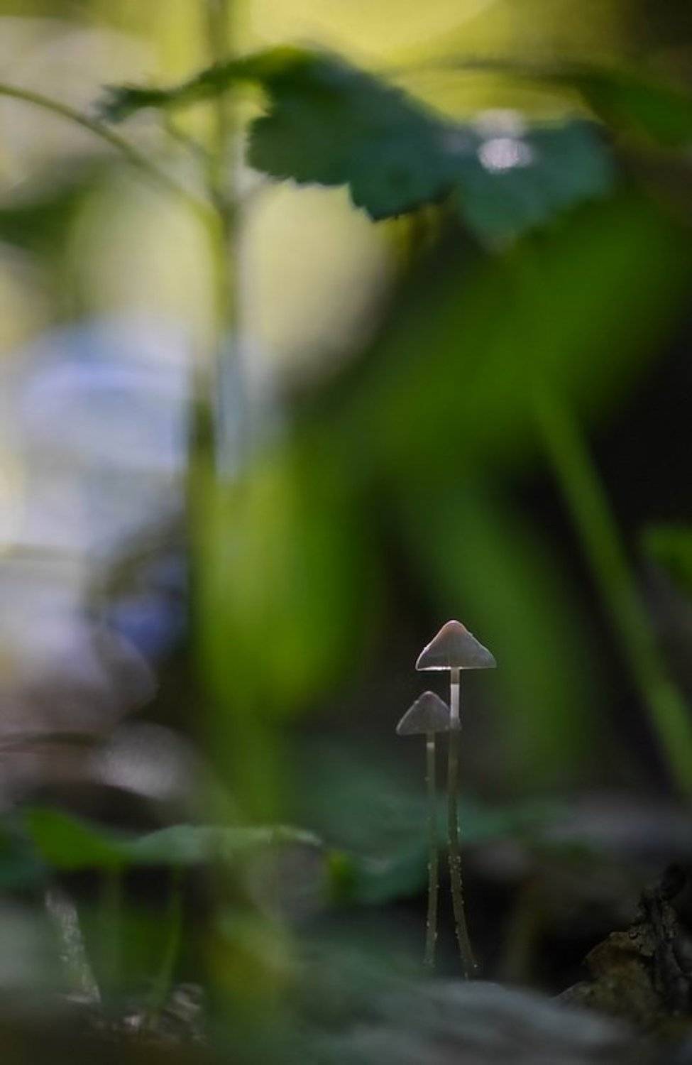 Весна, Грибы, Лес, Мухомор, Трава, Марина Мищенко