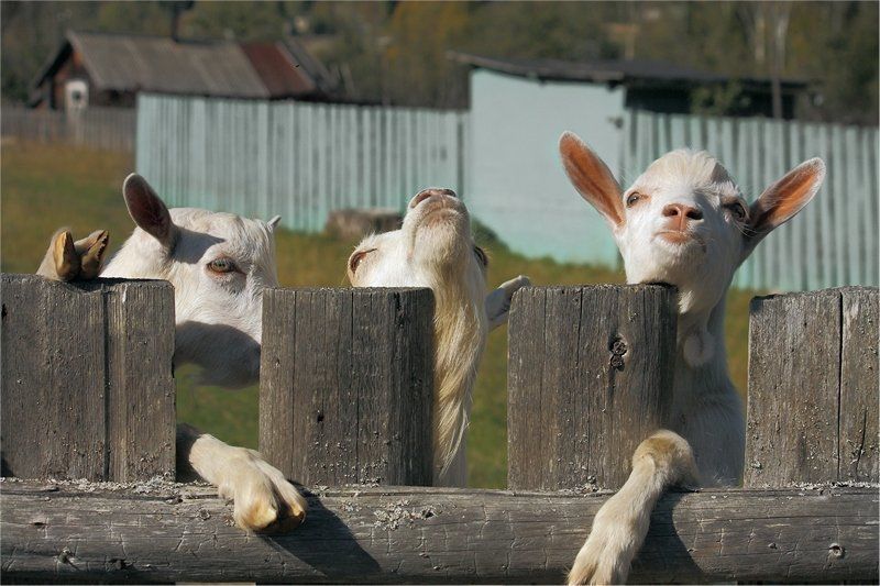 ... Мы в очереди первые стояли..!!))) фото превью