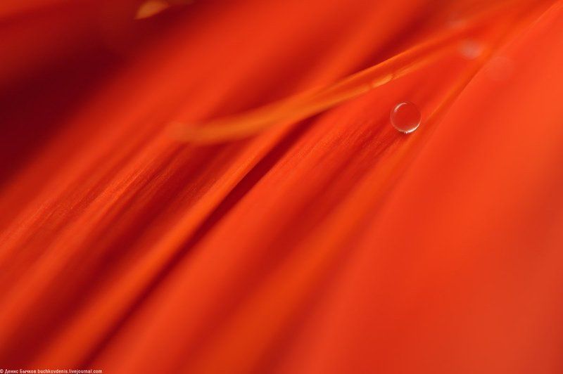 macro, nikon, flowers, color, red, water drop ***photo preview