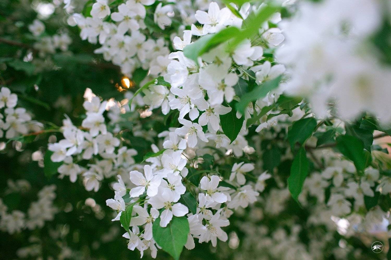 Цветочная пора. Автор: Роман Золотой 1DsIII, 35L, MarkIII, RPP, Wallpaper, Вечер, Деревья, Зелень, Листья, Цветы, Роман Золотой