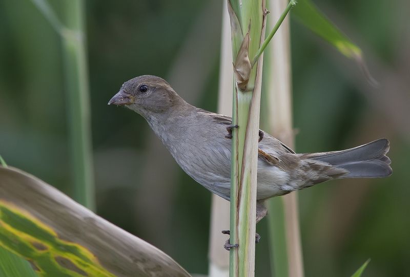 Воробей, птицы Охотницаphoto preview