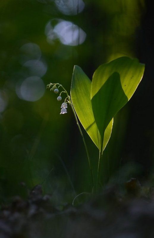 Боке, Весна, Ландыш, Лес, Луч солнца, Май, Цветы Светлячокphoto preview