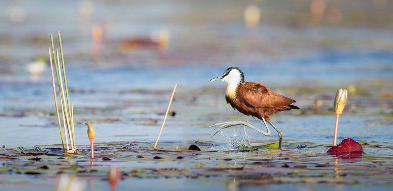 босиком по окаванге...photo preview