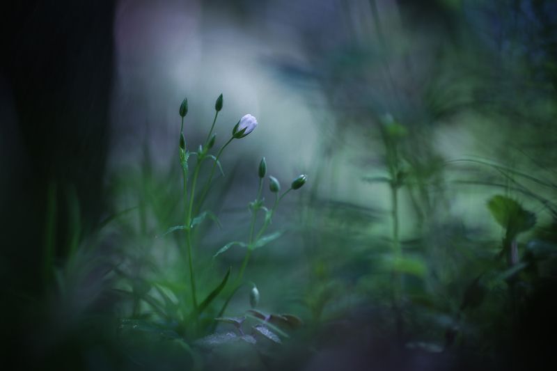 Звездчатка ланцетолистнаяphoto preview