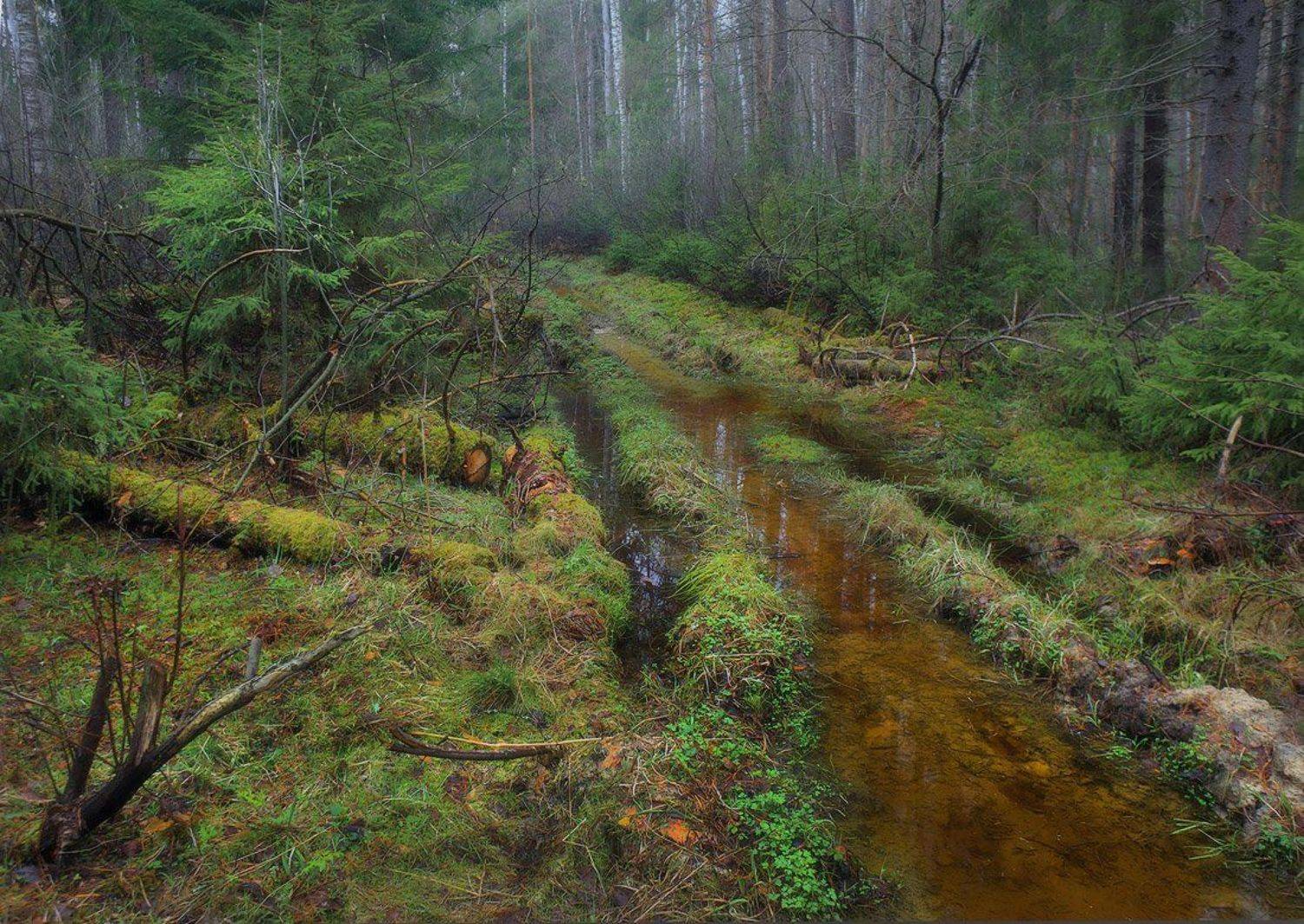 Ранневесенняя. Автор: Дмитрий Алексеев , Дмитрий Алексеев