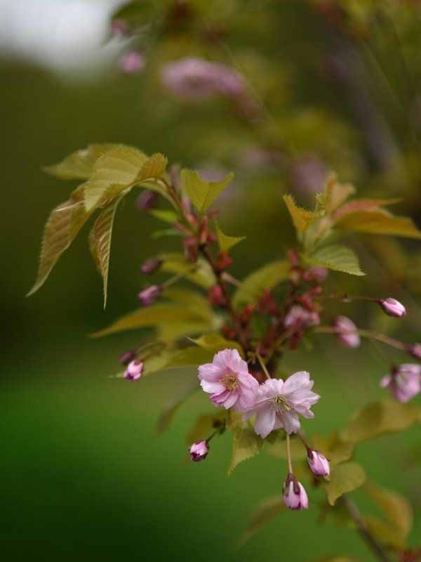 Сакура Сакураphoto preview