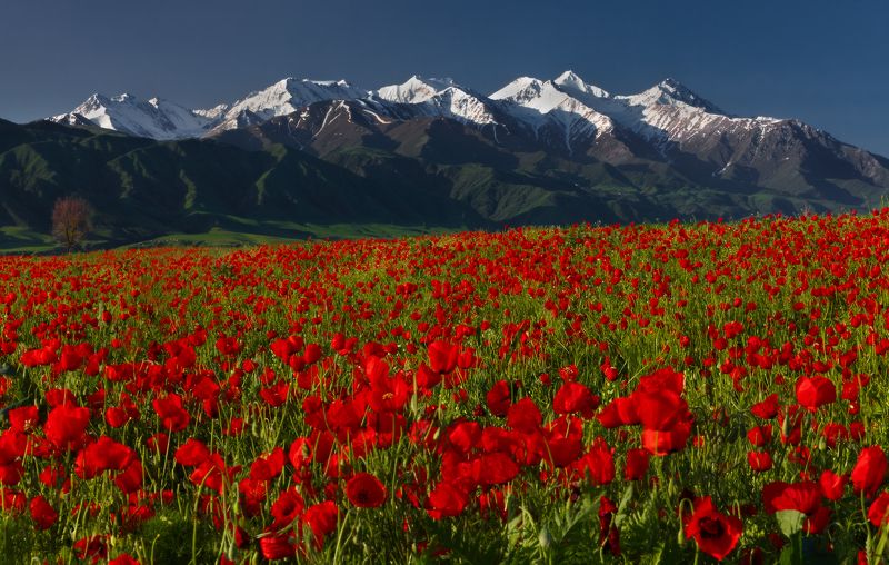 киргизия, бишкек, маки, горы, t_berg Этюд с мокрыми ботинками фото превью