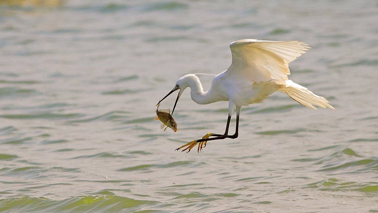 Борьба в воздухе. Автор: Yuri Gomelsky animals,birds,egret, fish,7d,400mm, животные,птицы,рыба, Yuri Gomelsky
