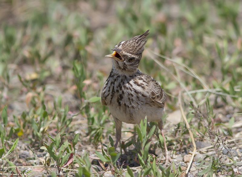 Жаворонок Жаворонок хохлатый с глупым выражением лица :)photo preview
