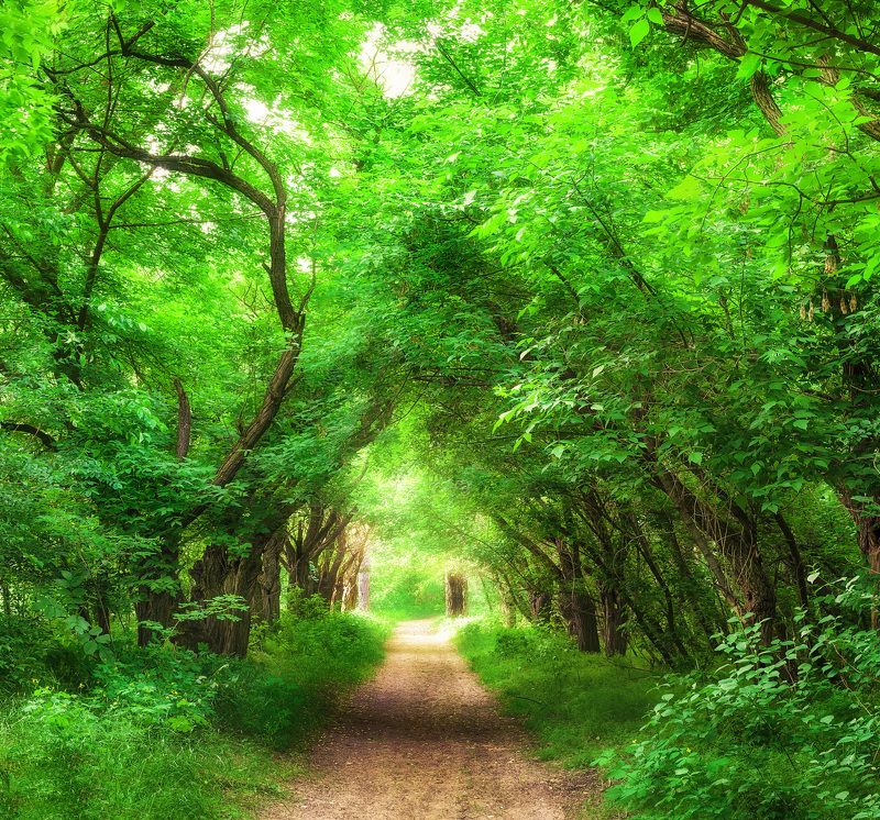 Арка, Весна, Деревья, Лес, Май, Природа, Солнечно, Тропинка, Украина Прогулка по лесуphoto preview