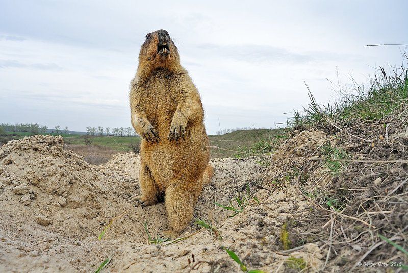 Marmot, Marmota bobak, Spring, Wildlife, Байбак, Весна, Грызун, Природа Беспокойный байбакphoto preview