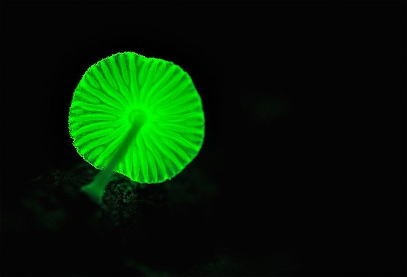 Glowing mushroom, Green, Macro, Mushrooms, Nature glowing mushroomphoto preview