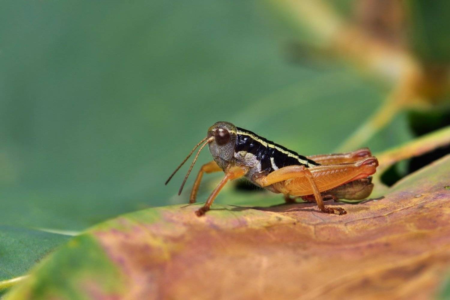 Саранчовая депрессия. Автор: Эдуард Ким макро, macro, close-up, nature, Эдуард Ким