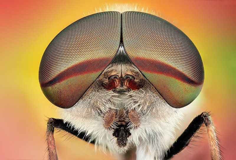 pu5z3k O.Ophoto preview