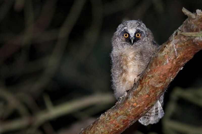 Long-eared owlphoto preview