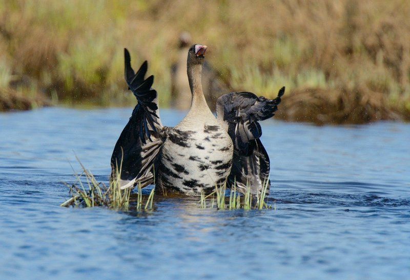 Дирижерphoto preview