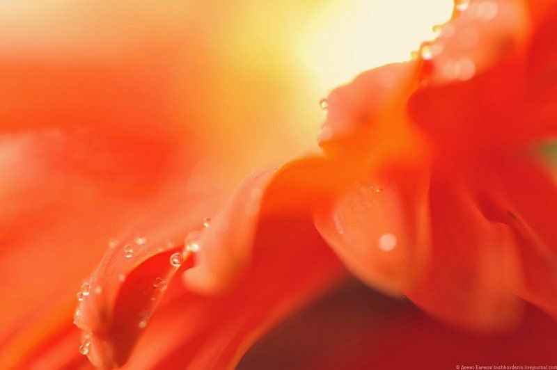 beautiful, color, flower, gerbera, macro, orange, red, spring, summer, water, yellow ***photo preview