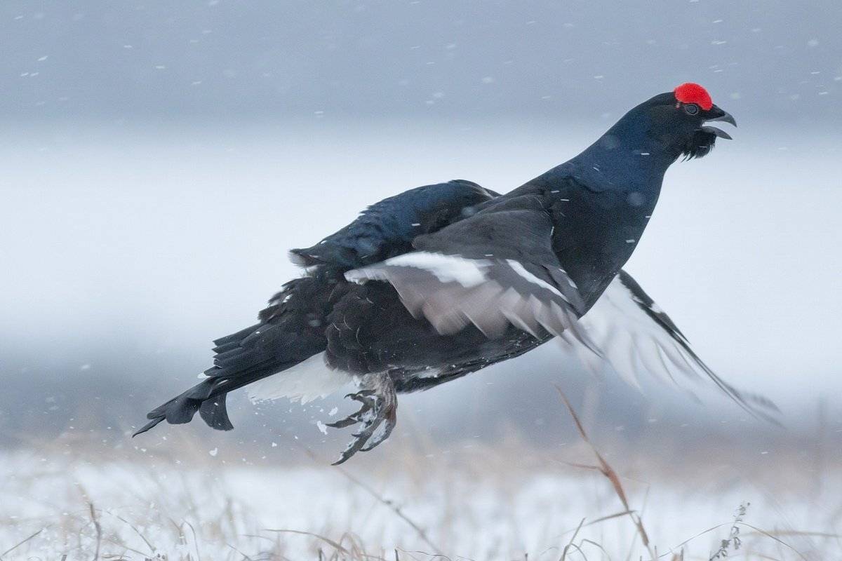 , Вилюнов Дмитрий