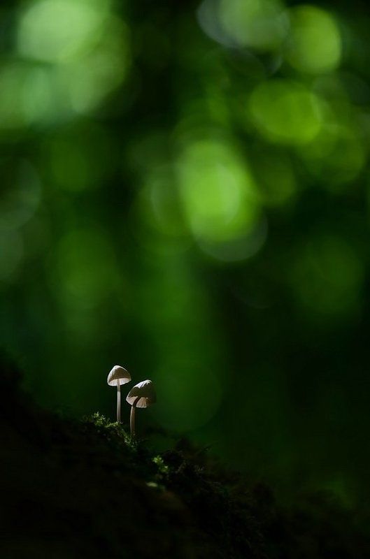 Весна, Грибы, Лес, Мухомор, Солнечный луч, Солнце Луч солнца золотогоphoto preview
