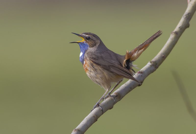 Варакушка, мухоловковые Белозвездный варакух.photo preview