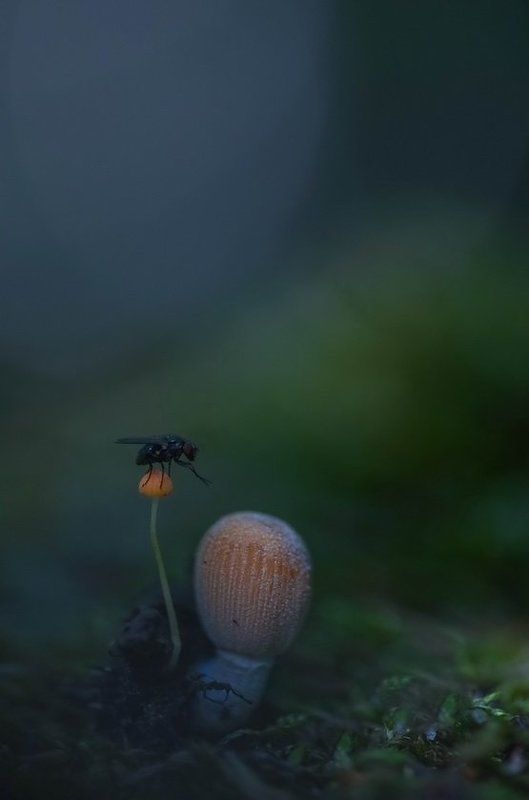 Грибы, Лес, Мох, Муха, Насекомые Муха-чистюхаphoto preview