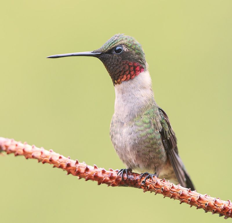 колибри,ruby-throated hummingbird, hummingbird Ruby-throated Hummingbird male -Рубиновогорлый Колибриphoto preview