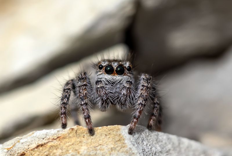 Глаза в глазаphoto preview