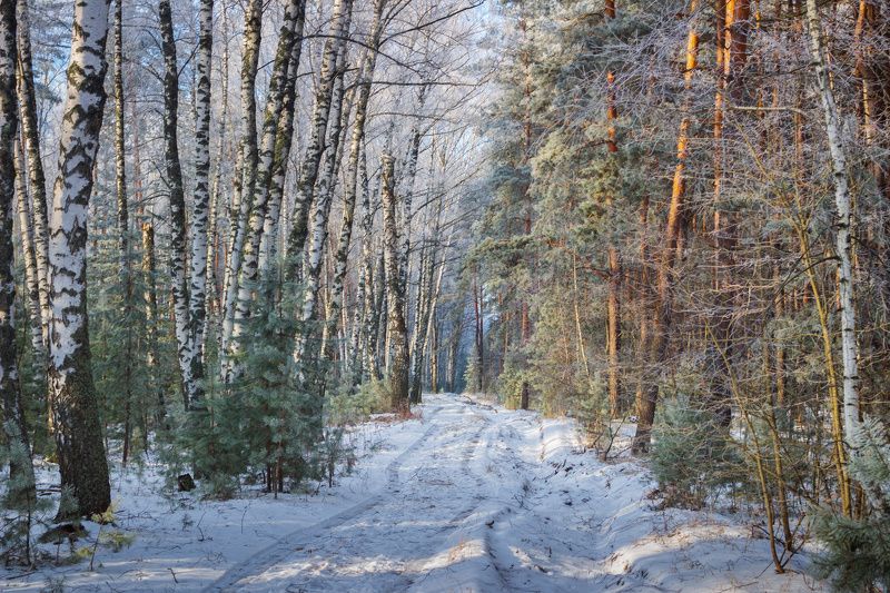 лес, деревья, зима, иней, природа photo preview