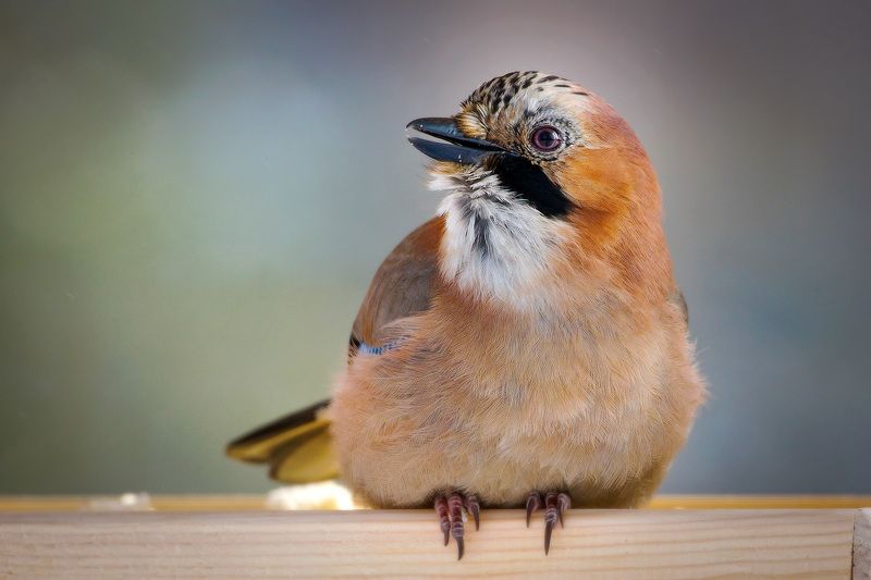 Сойка photo preview