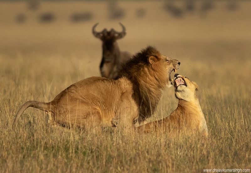 Lion mating Lion matingphoto preview