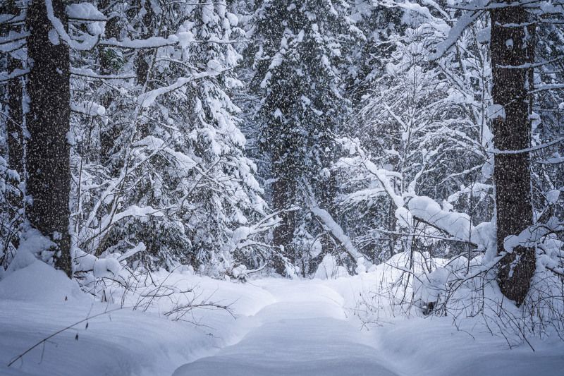 Зимний лес… Winter forest…photo preview