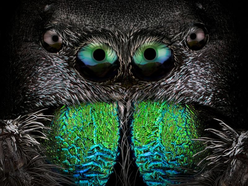 irass, waledzik, macro, om system, macrophotography, om 90 macro, The King.photo preview