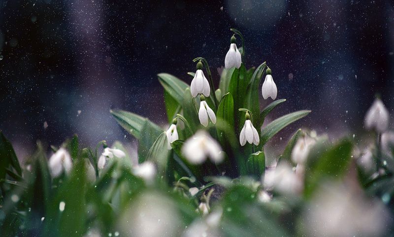 snowdrops Cold Yar, snowdropsphoto preview