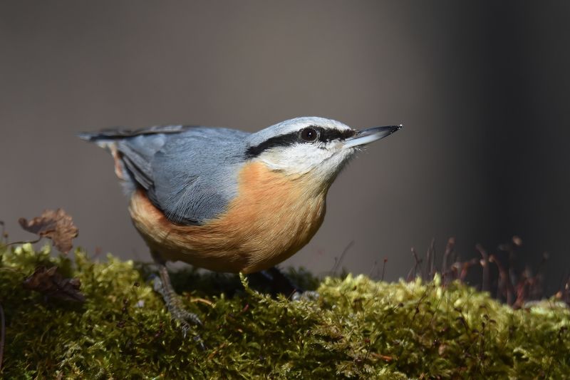 Кавказский подвид обыкновенного поползняphoto preview