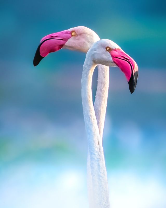 #wildlife Flamingo duophoto preview