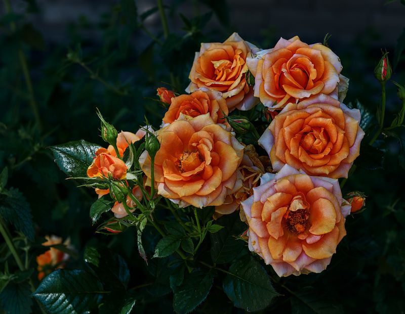 розочки фото превью