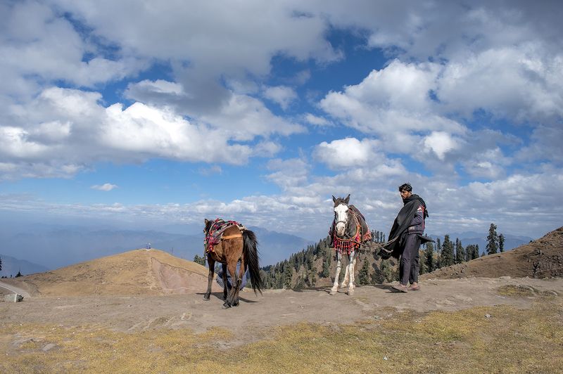 #street #life #dailylife #horses #strugle  MarkTimephoto preview