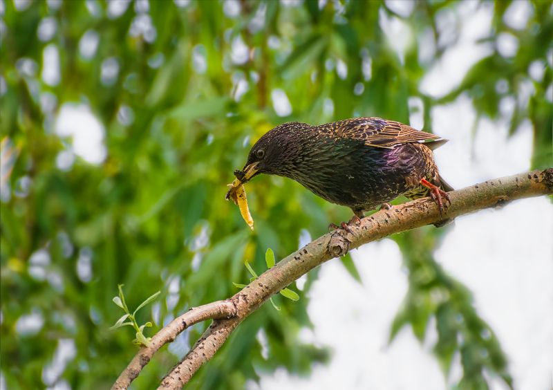 птица, скворец,, добыча, скворушка.. фото превью